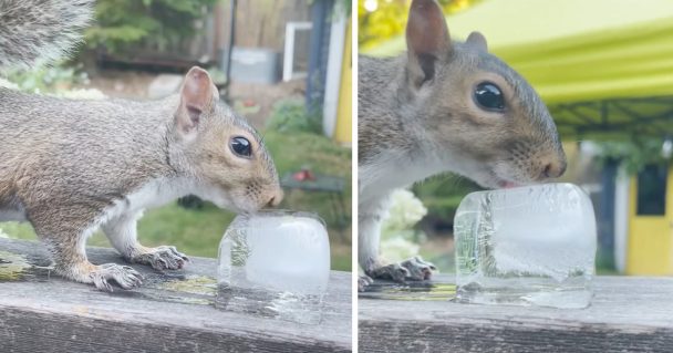 Man's Offering Of An Ice On A Warm Day Is Greatly Valued By A Squirrel