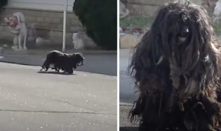 Matted Canine Was Neglected For Far Too Long Out On The Streets