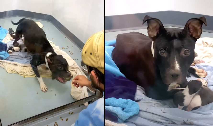 Mom Pittie Rested Behind A Glass Window That Alerted People Of Her Aggression