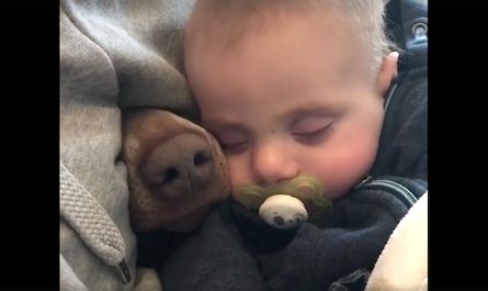 Mom's filming the baby taking a nap when a nose pokes via beside him