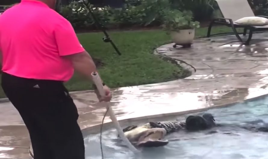 Mother Scans Back Yard Before Letting The Dogs Out, Sees Alligator In The Swimming pool
