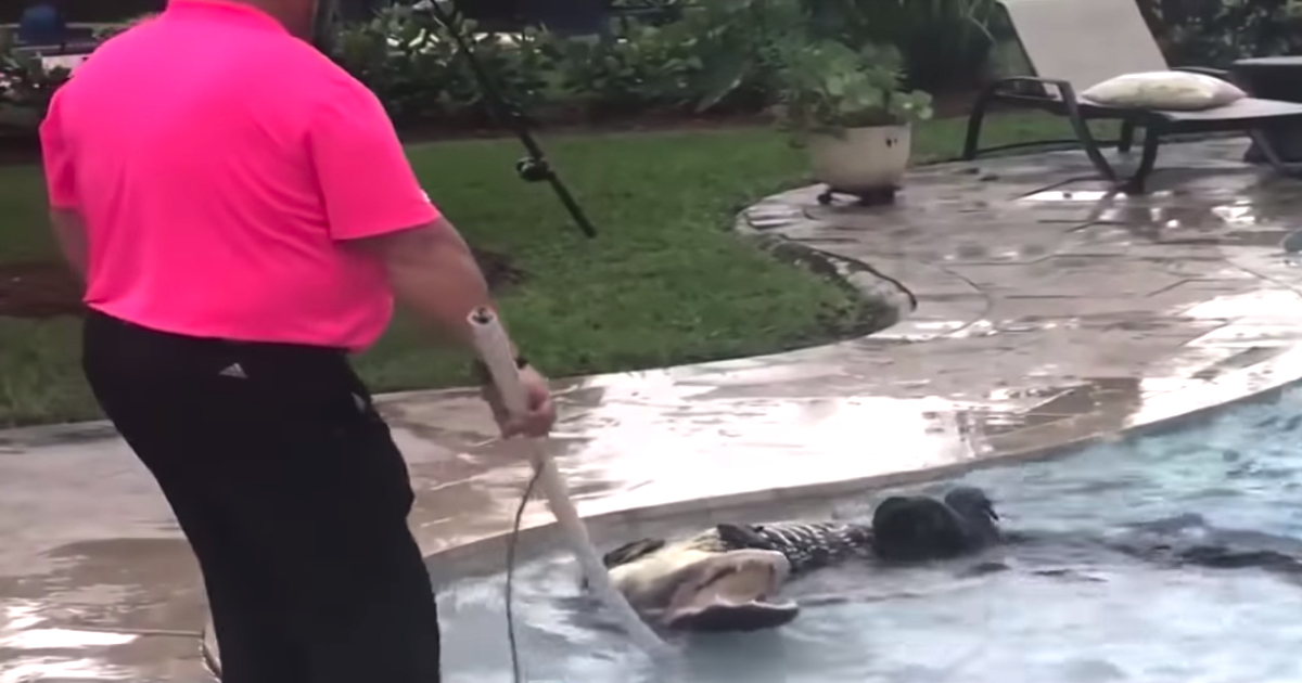Mother Scans Back Yard Before Letting The Dogs Out, Sees Alligator In The Swimming pool