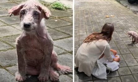 Naked Street Puppy Needed A Lifeline, And One Arrived In The Form Of A Human