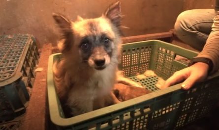 Neglected Dog Found In A Basket Along With A Single Newborn Baby Puppy