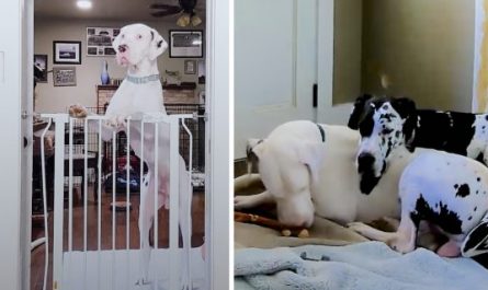 New Foster Dog Has Social Anxiety, So His Canine Sister Comforts Him