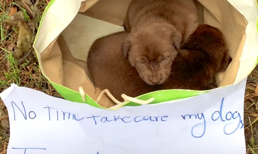 Newborn Puppies Abandoned In A Bag Together With A Note