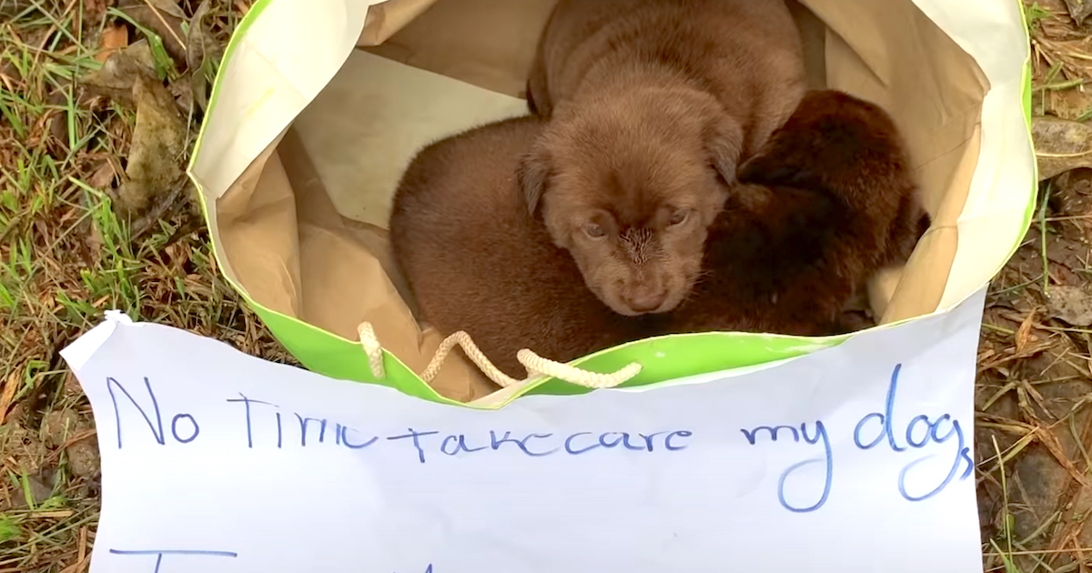 Newborn Puppies Abandoned In A Bag Together With A Note