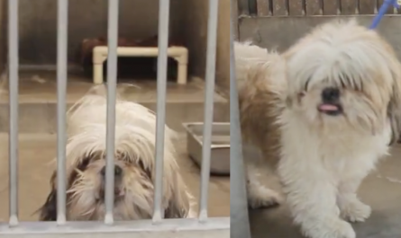Old Dog Is Drew From The Sanctuary And Given A Makeover To Save His Life