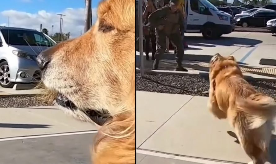 Oshie The Golden Sees His Marine Mother After Their Longest Time Apart