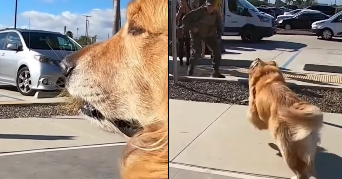 Oshie The Golden Sees His Marine Mother After Their Longest Time Apart