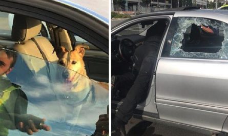 Owner Angry With Cop After He Smashes Window To Rescue Dog From Hot Car