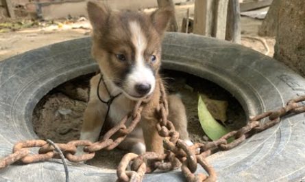 Owner Chains Tiny Puppy Outdoors As Punishment For Biting One Of The Chickens