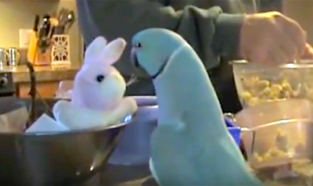 Parrot Likes His New Doll A Lot, He Can Not Stop Talking About It