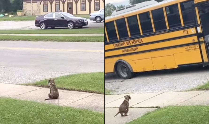 Patient Dog Waits For Her Human To Come Home After His First Day At College