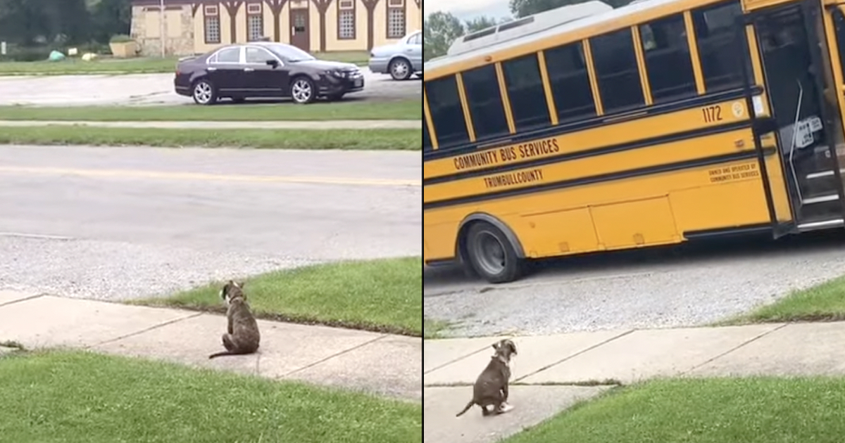 Patient Dog Waits For Her Human To Come Home After His First Day At College