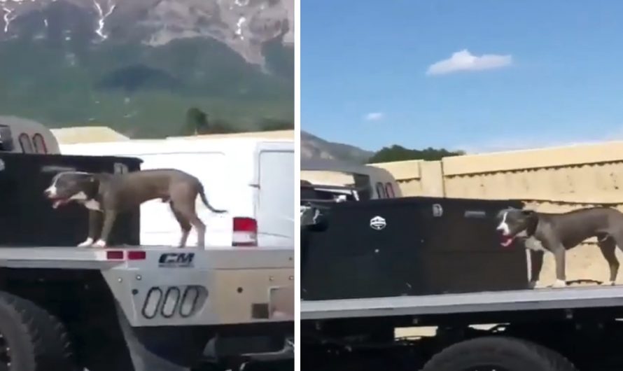 People Cruising Down The Freeway Spot Loose Dog On The Back Of A Flatbed Truck