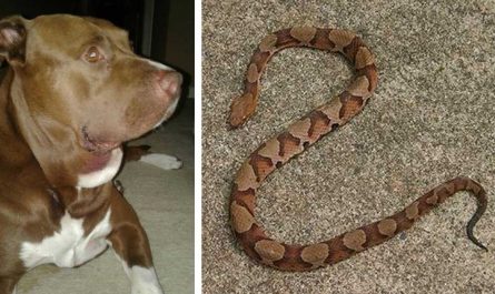 Pit Bull Rescues Small Child From Viper Snake