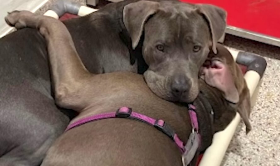 Pittie Best Buddies Held Each Other Close Wanting To Be Adopted Together