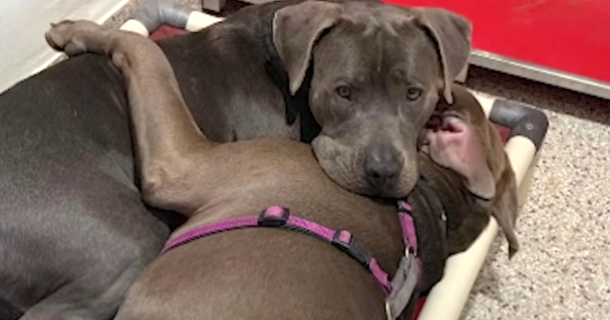 Pittie Best Buddies Held Each Other Close Wanting To Be Adopted Together