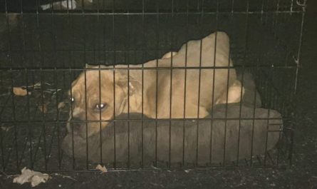 Pittie Established In A Wire Cage At The Bottom Of A Dumpster Among The Trash