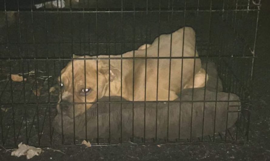 Pittie Found In A Wire Cage At The Bottom Of A Dumpster Among The Trash