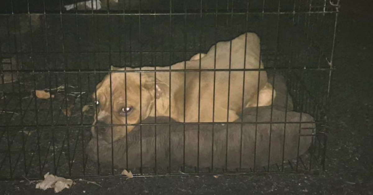 Pittie Established In A Wire Cage At The Bottom Of A Dumpster Among The Trash
