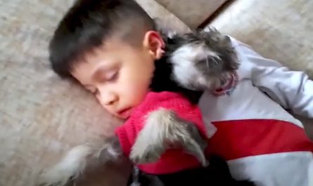 Playtime In Between A Little Boy And His New Dog Comes To A Lovable End