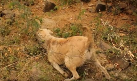Pregnant Dog Involved In A Struck And Run Left To Struggle In The Bushes