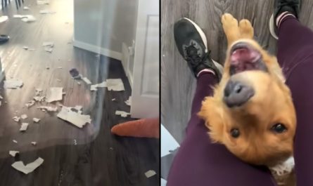 Proud Dog Shows Mama The Redecorating He Did While She Was Away