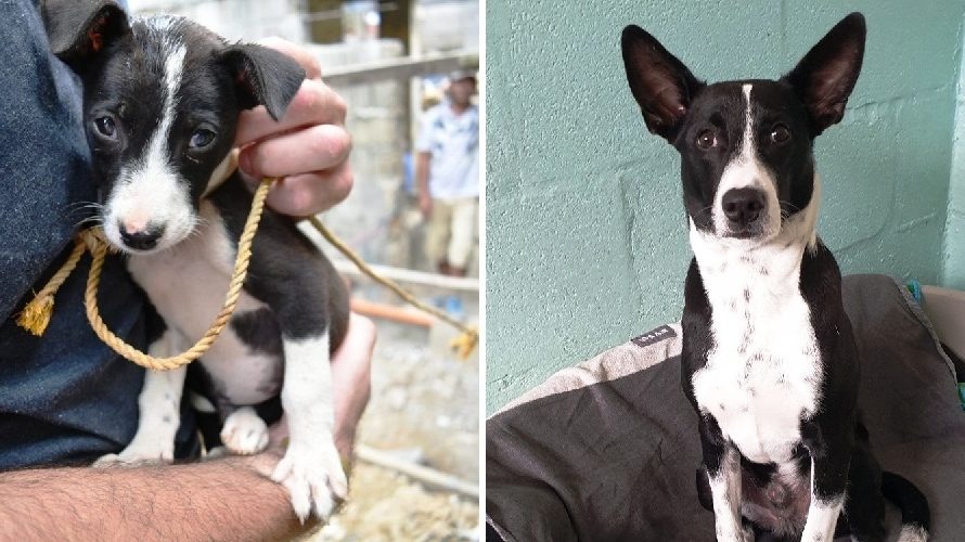 Puppy That Was Tied To A Pole His Whole Life Sees Grass For The First Time