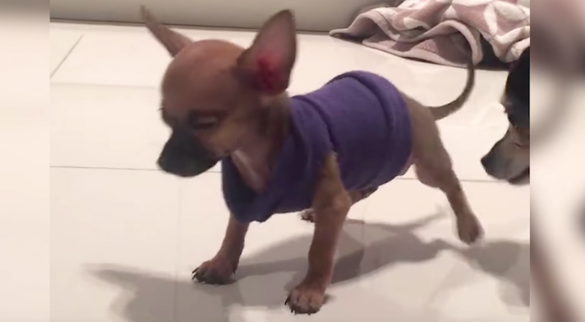 Puppy abandoned because he constantly appears like he's dancing finds true love