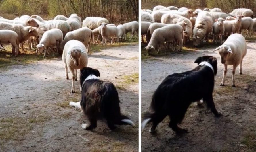 Rebel Lamb Divides From The Herd And Challenges The Lamb Dog