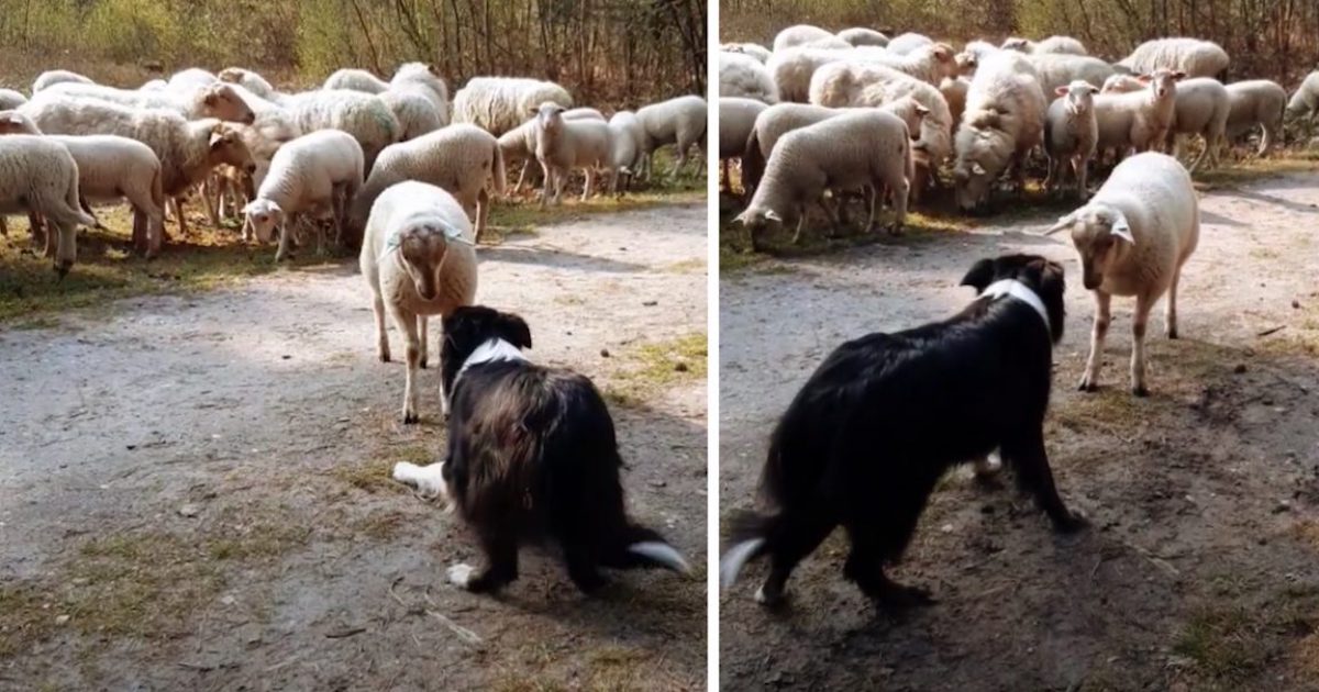 Rebel Lamb Divides From The Herd And Challenges The Lamb Dog
