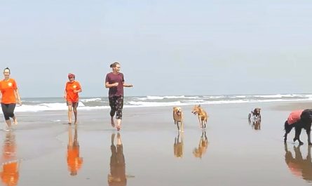 Rescue Takes Strays To Beach To Leave Painful Memories Of Their Pasts Behind