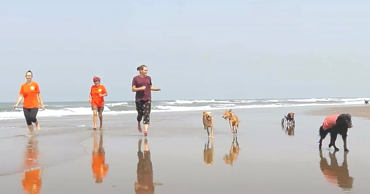 Rescue Takes Strays To Beach To Leave Painful Memories Of Their Pasts Behind