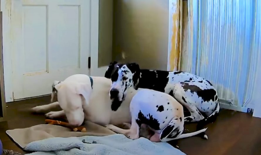 Rescued Great Dane Has Separation Anxiety, So Foster Sis Comforts Him