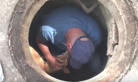 Rescuer takes minute with scared dog stuck in sewer before assisting him to safety