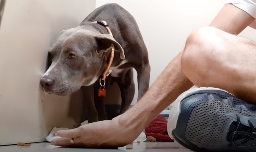 Scared Dog Sat Tightly In The Corner Preventing Eye Contact As Long As She Could