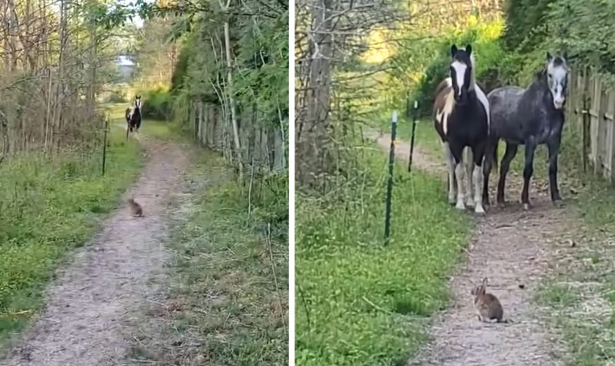 Scary Rabbit Stops Big Horses In Their Tracks