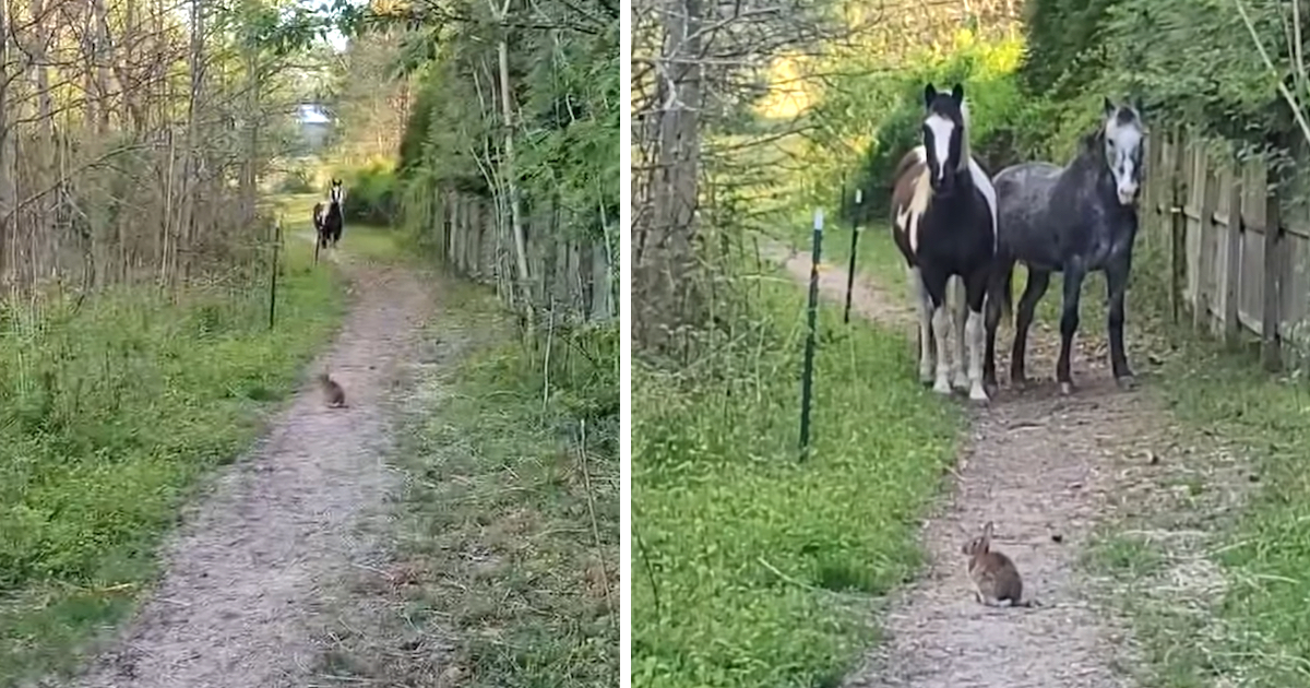 Scary Rabbit Stops Big Horses In Their Tracks