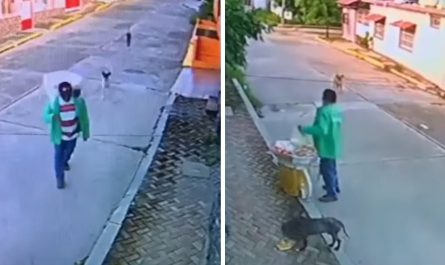 Selfless Street Vendor Uses The Little He Has To Feed Some Hungry Strays