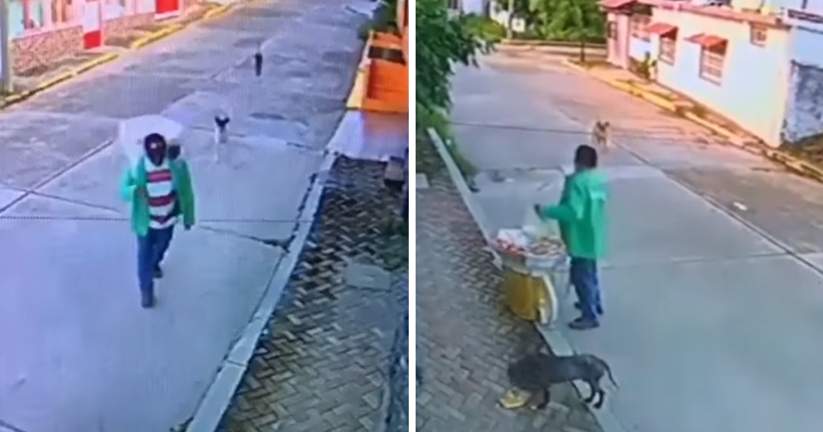 Selfless Street Vendor Uses The Little He Has To Feed Some Hungry Strays