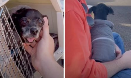 Senior Chihuahua Flown From Overcrowded Shelter Thanks His Pilot