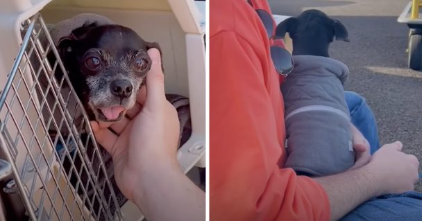 Senior Chihuahua Flown From Overcrowded Shelter Thanks His Pilot