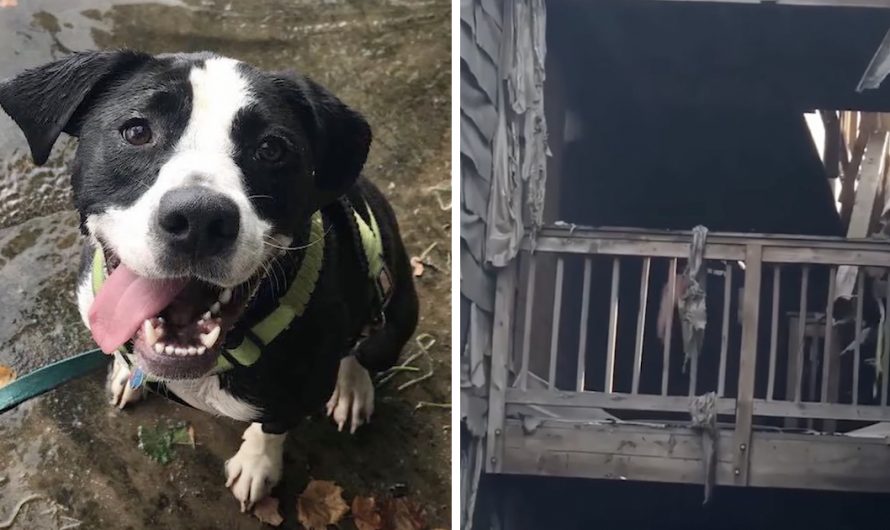 She Lost Everything In The House Fire, But After That A Pale Bark 2 Days Later