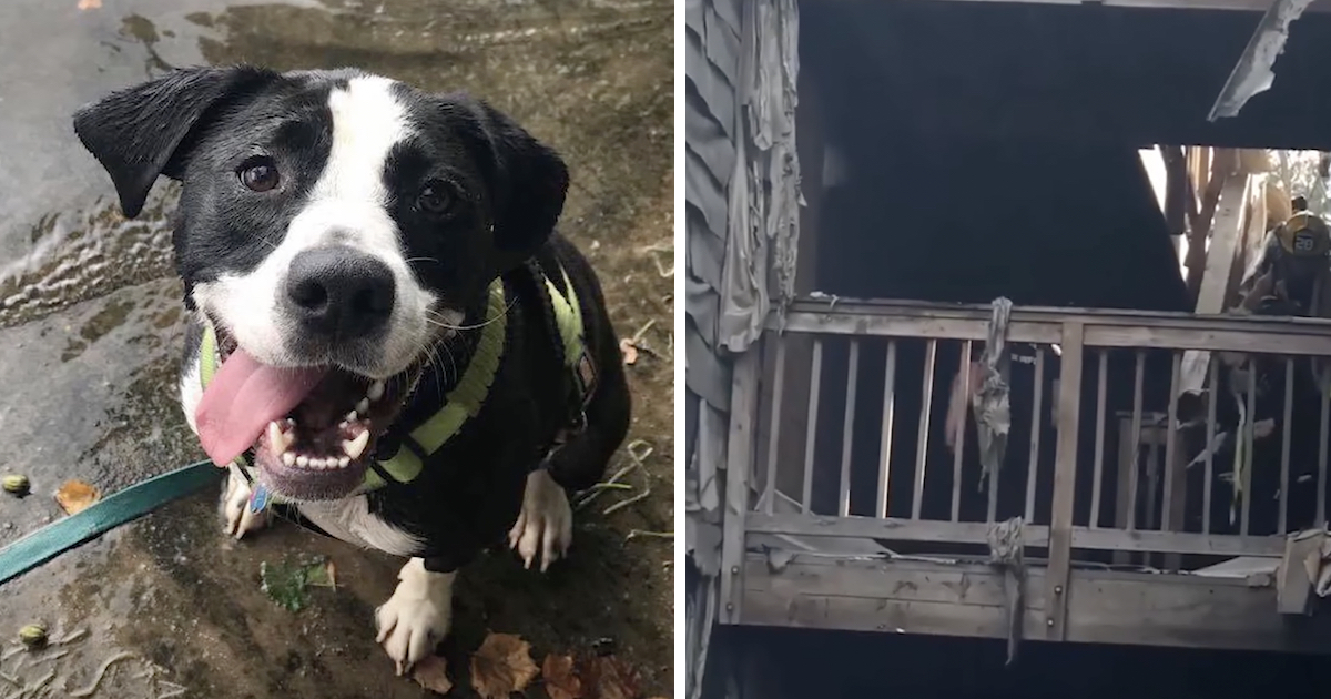 She Lost Everything In The House Fire, But After That A Pale Bark 2 Days Later