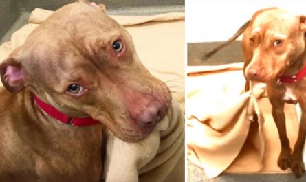Shelter Dog Kept Obtaining Rejected, So He Made His Own Bed To Show He's 'A Great Boy'