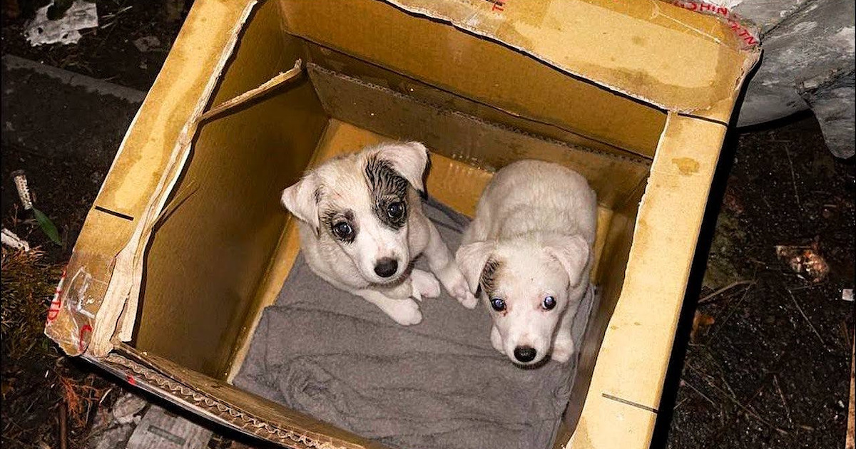 Somebody Left 2 Puppies In A Box Out By The Trash In The Rain