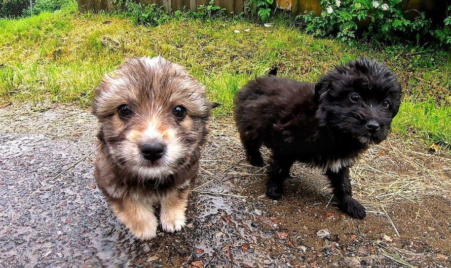 Someone Disposed Two Puppies Near The Road In The Pouring Rainfall