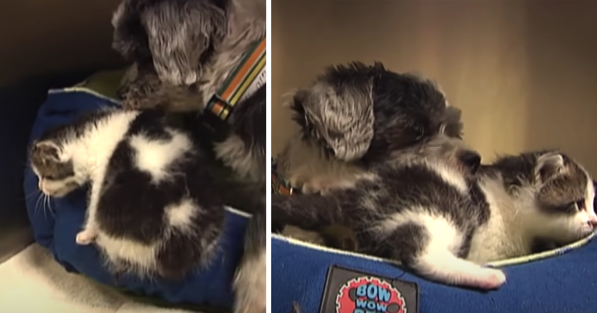 Stray Dog Found In A Ravine Nursing A Kitty To Keep It Alive